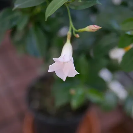 La Casa Del Nespolo, 2 Terrazzi E 2 Bagni In Centro